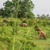 Udawalawe National Park